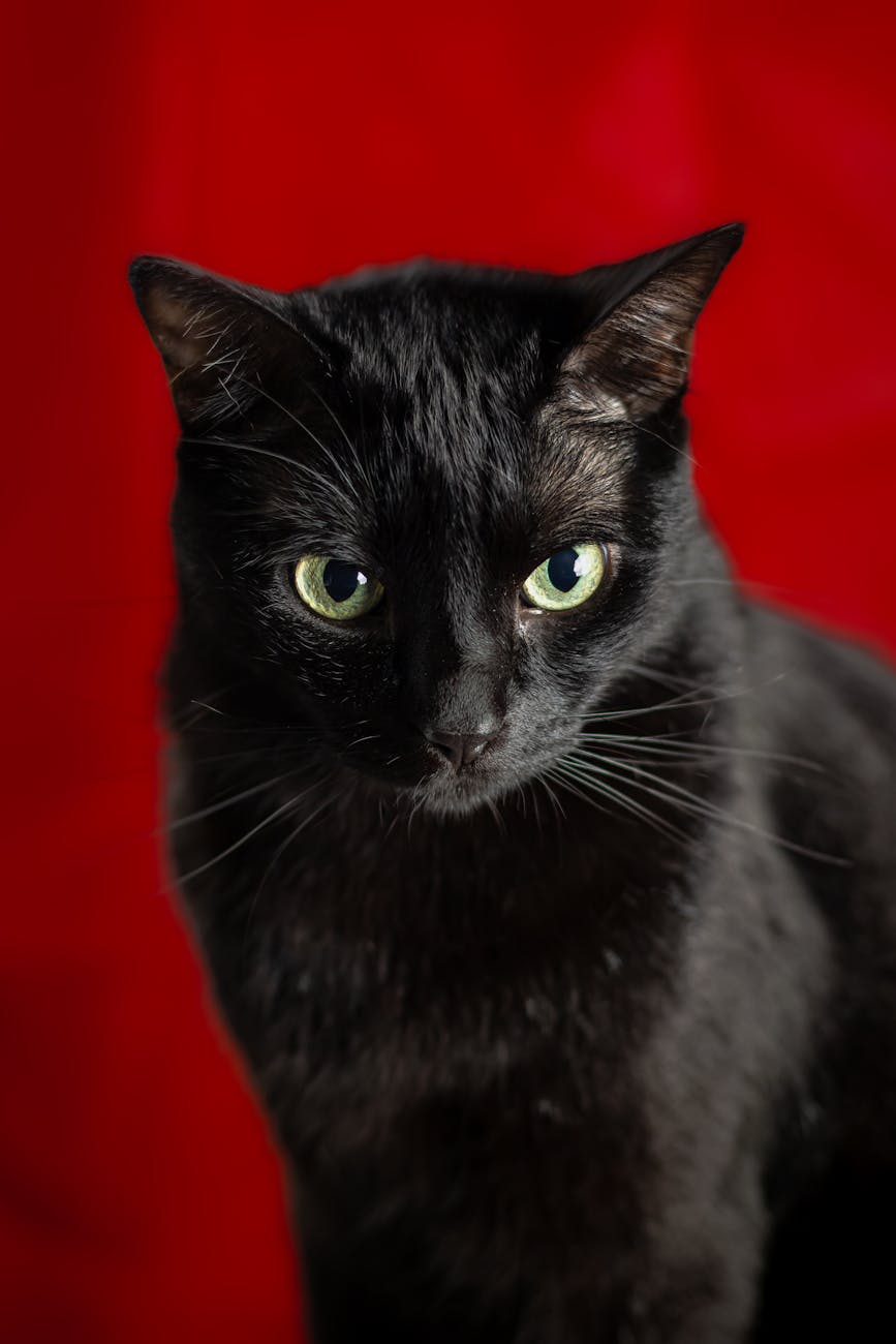 Let the Black Cat&nbsp;Pass